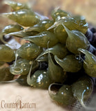 Rustic Olive (unlit)
